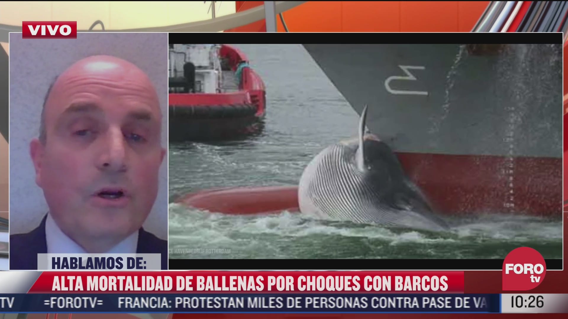 alta mortalidad de ballenas por choques con barcos