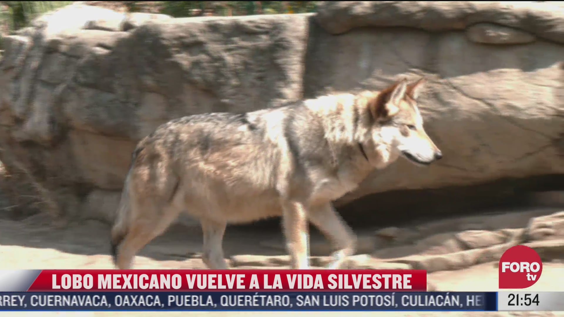 asi es el exitoso programa entre eeuu y mexico que salvo al lobo mexicano de la extincion