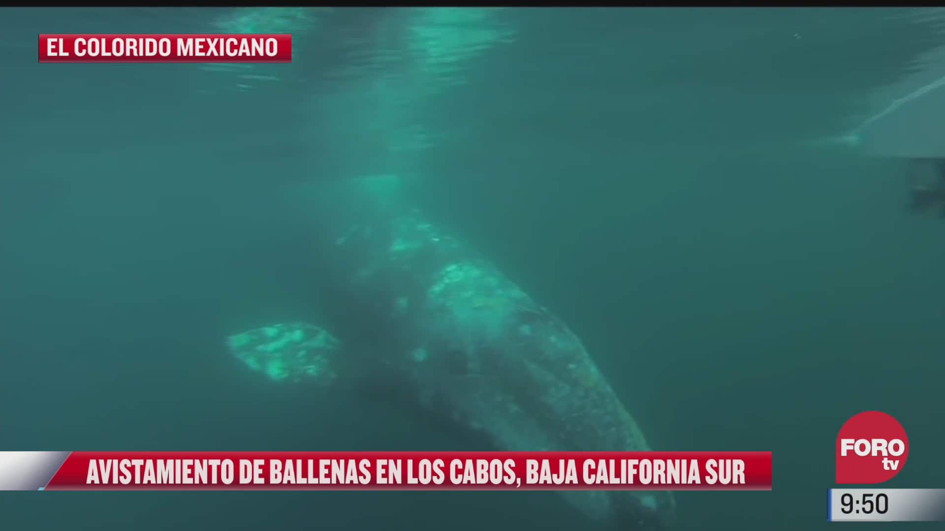 avistamiento de ballenas en los cabos