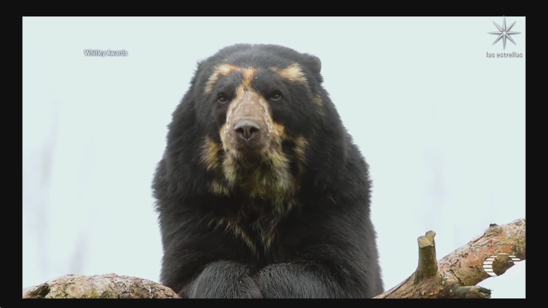 biologa disena estrategia para evitar la extincion del oso andino