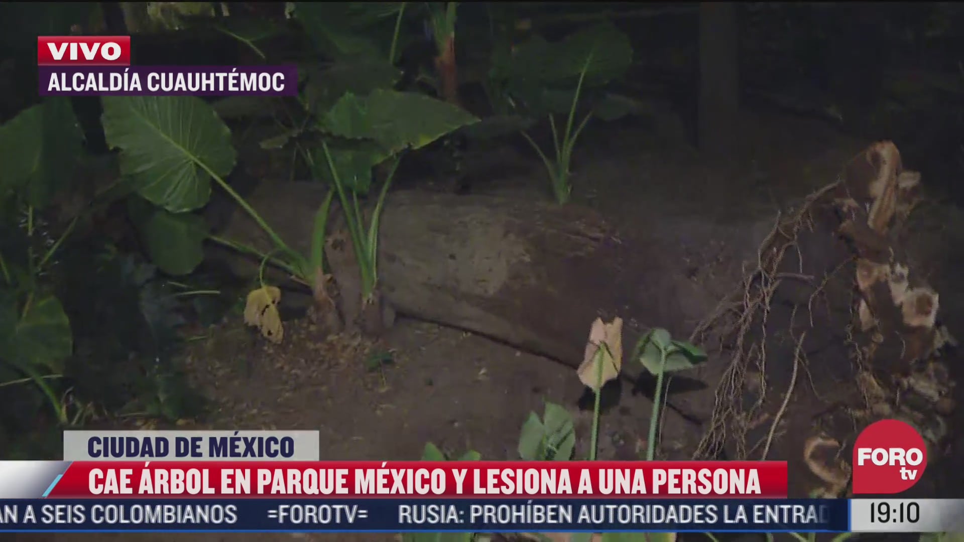 cae arbol en parque mexico y lesiona a una persona