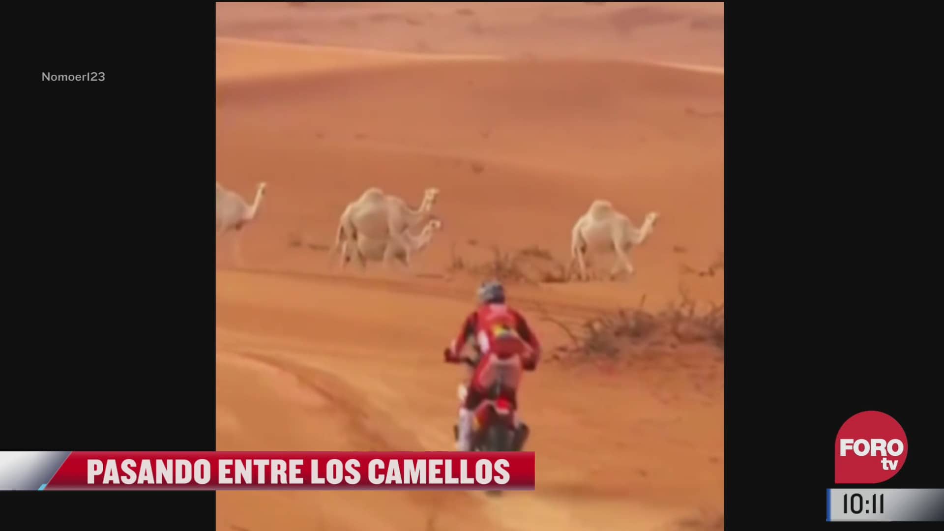 camellos se infiltran al rally de dakar