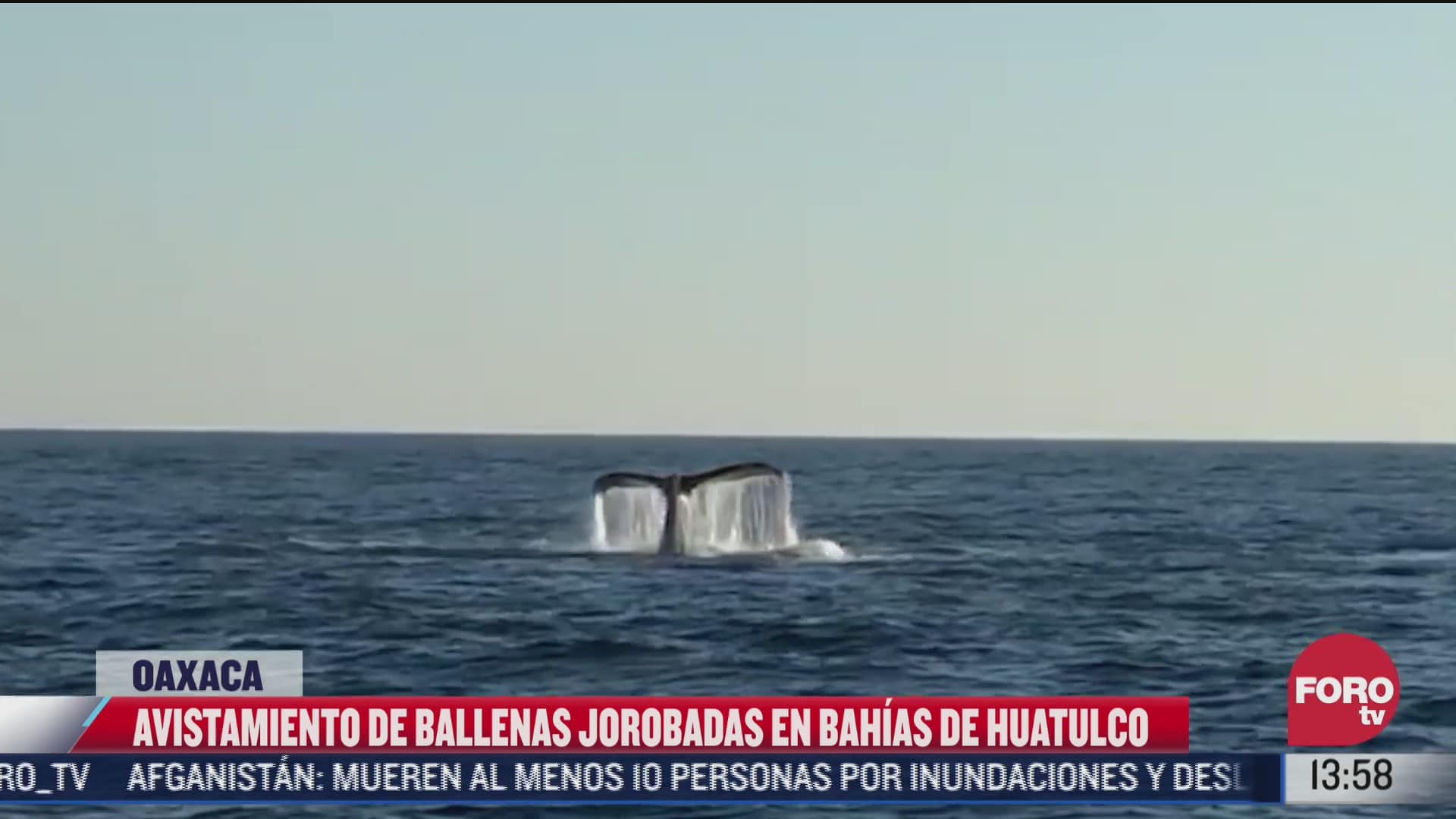 captan ballenas en bahias de huatulco oaxaca