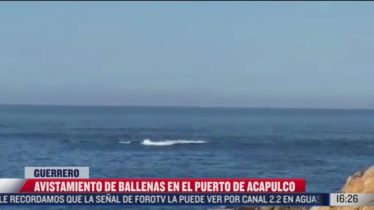 captan ballenas en costa de acapulco guerrero