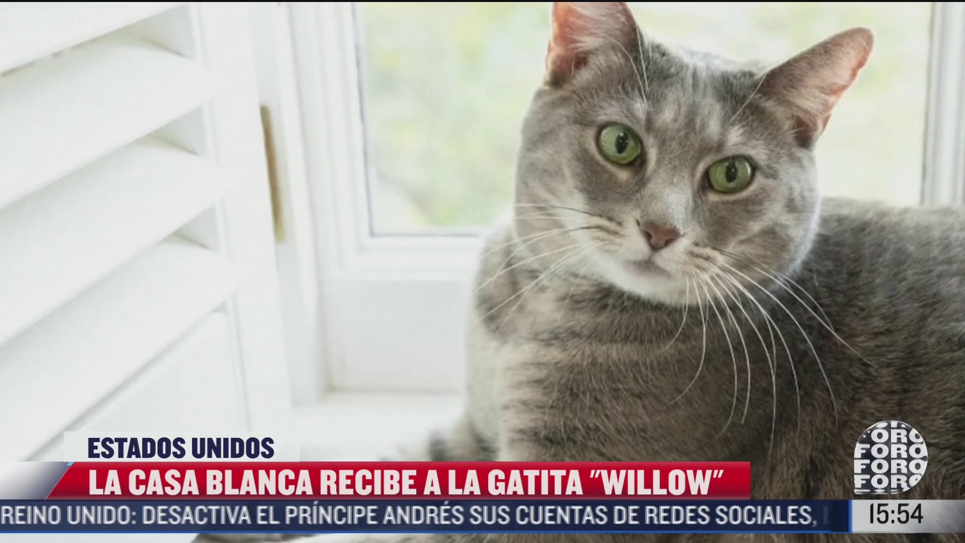 casa blanca le da la bienvenida a la gatita willow nueva mascota de los biden
