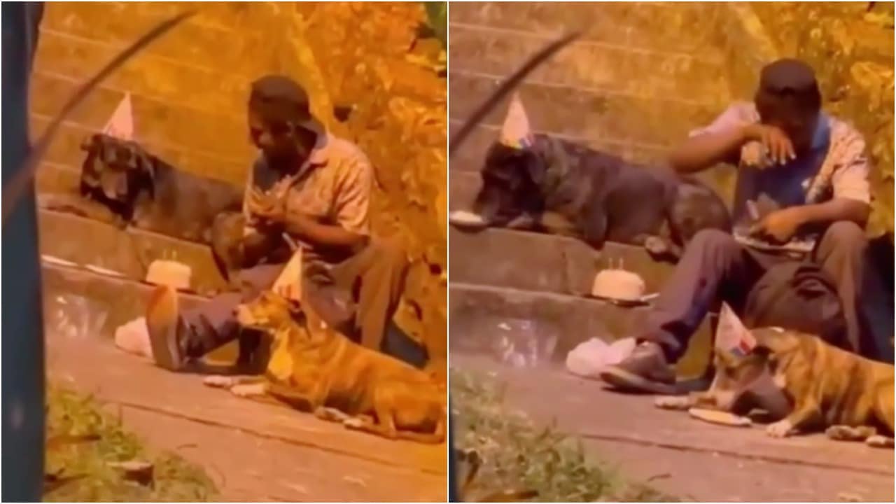 Hombre en situación de calle celebra cumpleaños de perros en Colombia con pastel y video se hace viral