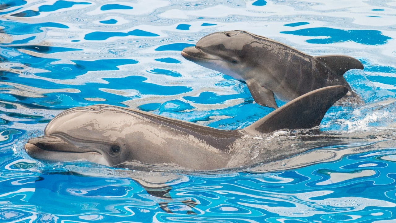 Delfines hembras tienen clítoris para sentir placer similar a los humanos, revela estudio