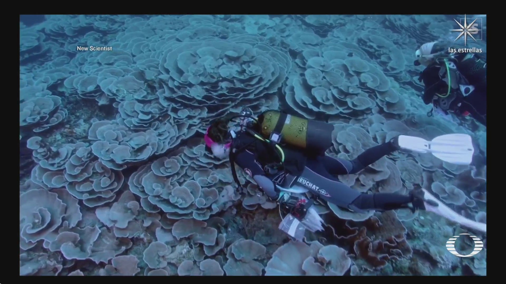 descubren arrecife de coral frente a costas de tahiti