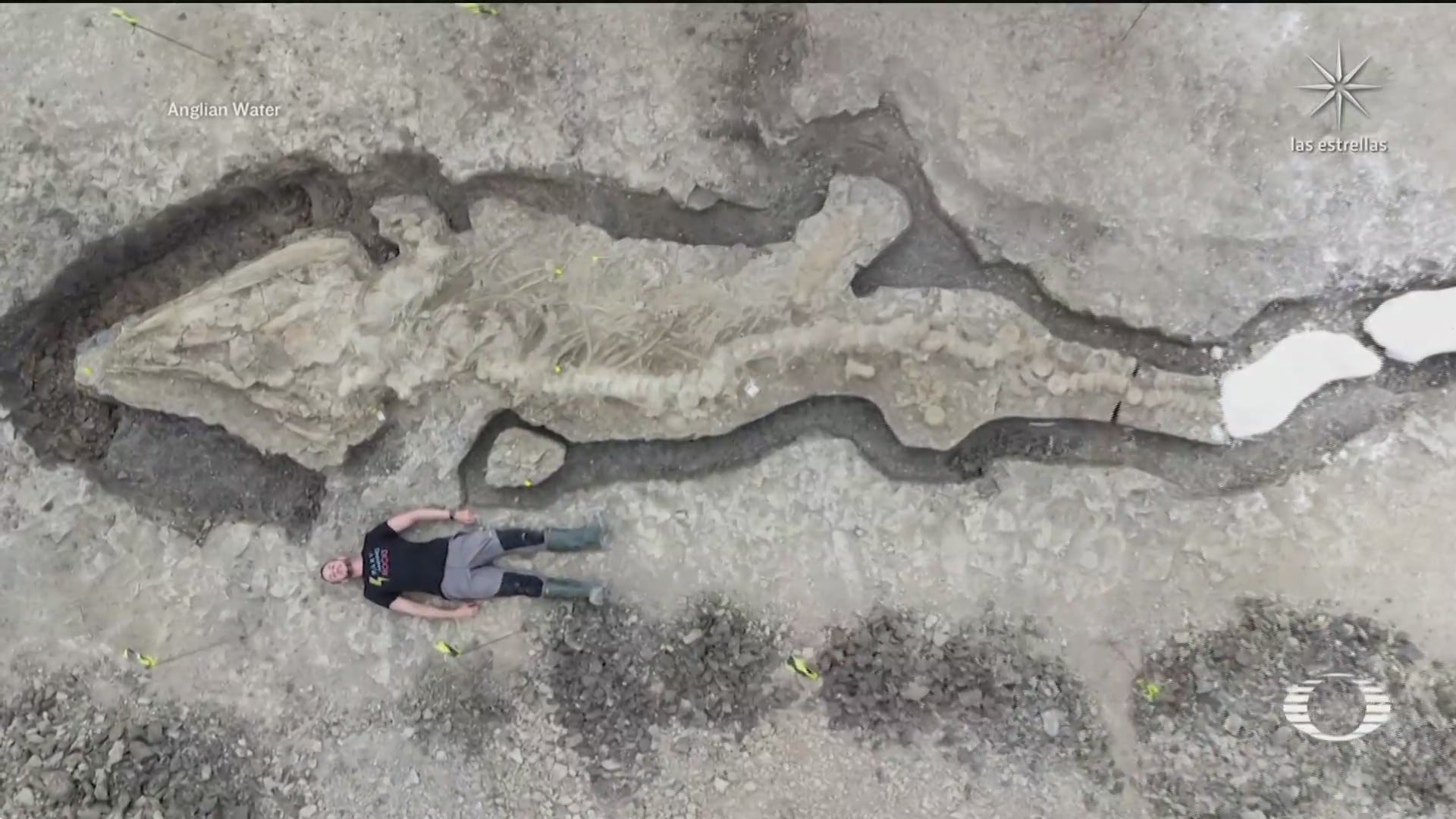 desentierran restos fosilizados de un dragon marino en reino unido