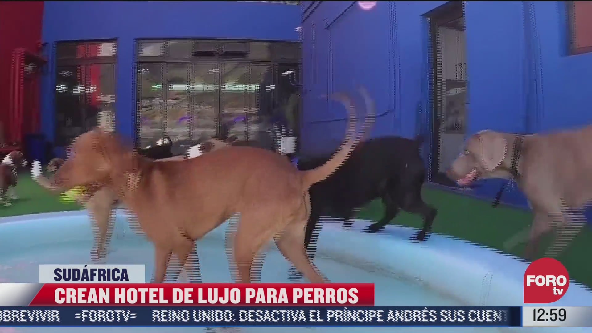 el lujoso hotel para perros en sudafrica