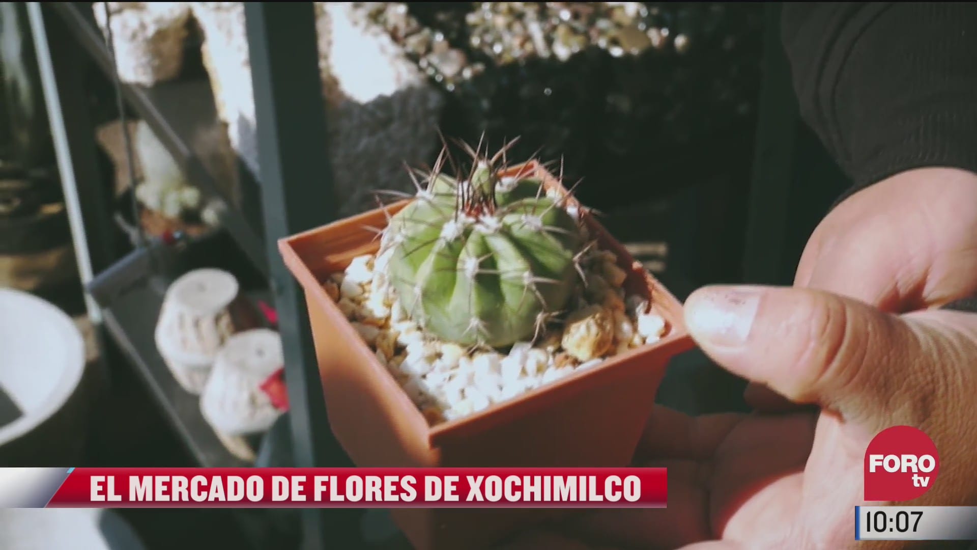 el mercado de flores de xochimilco ofrece gran variedad de plantas y macetas