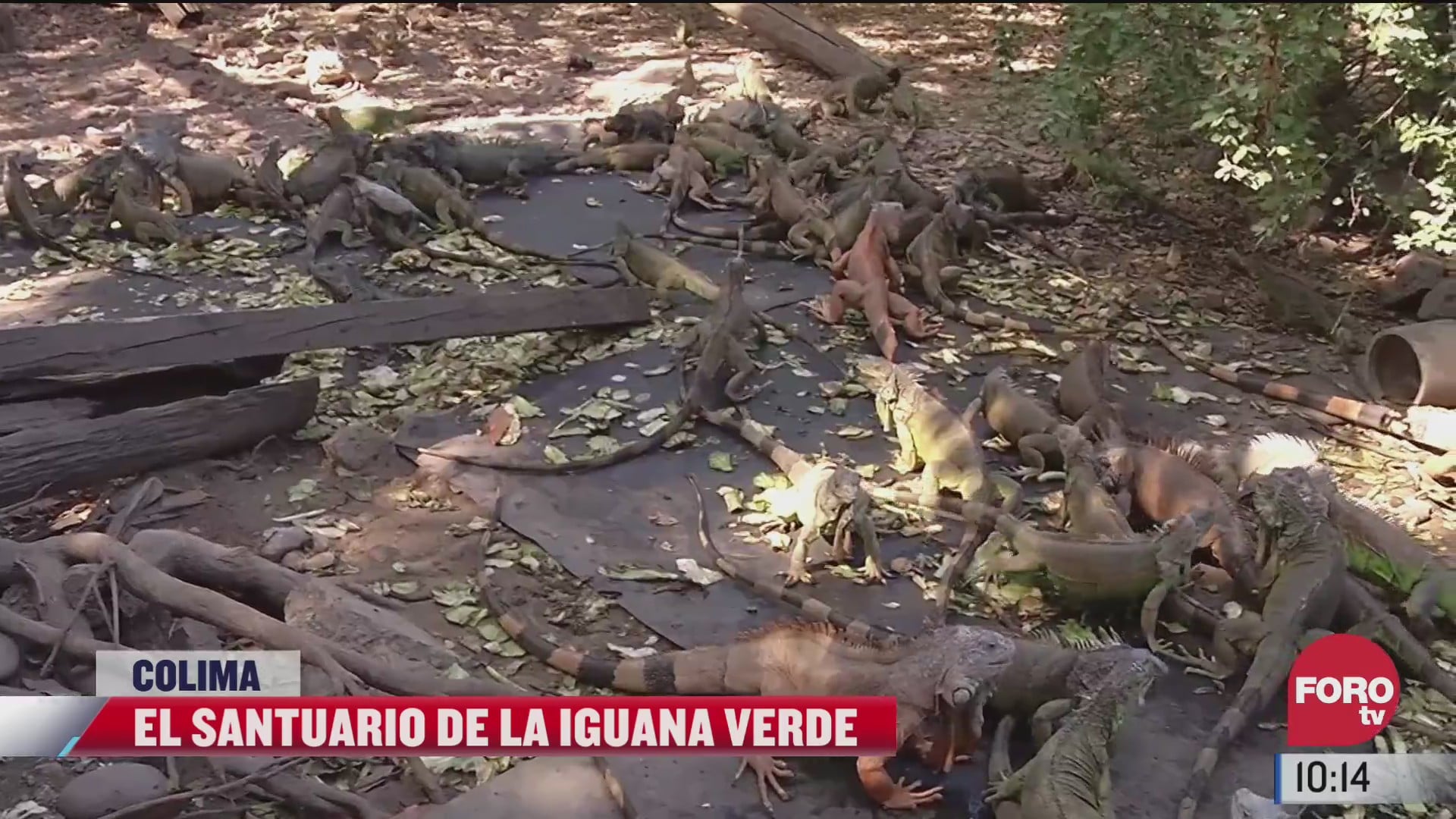 el unico santuario de la iguana verde se encuentra en manzanillo