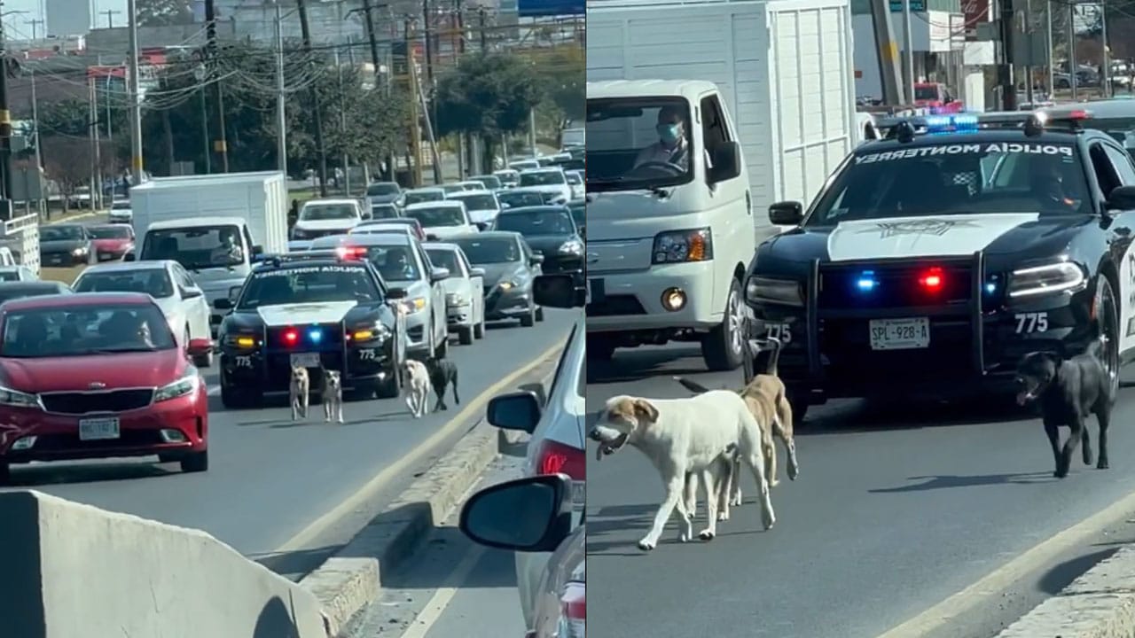 Monterrey: policías detienen tráfico para escoltar perritos
