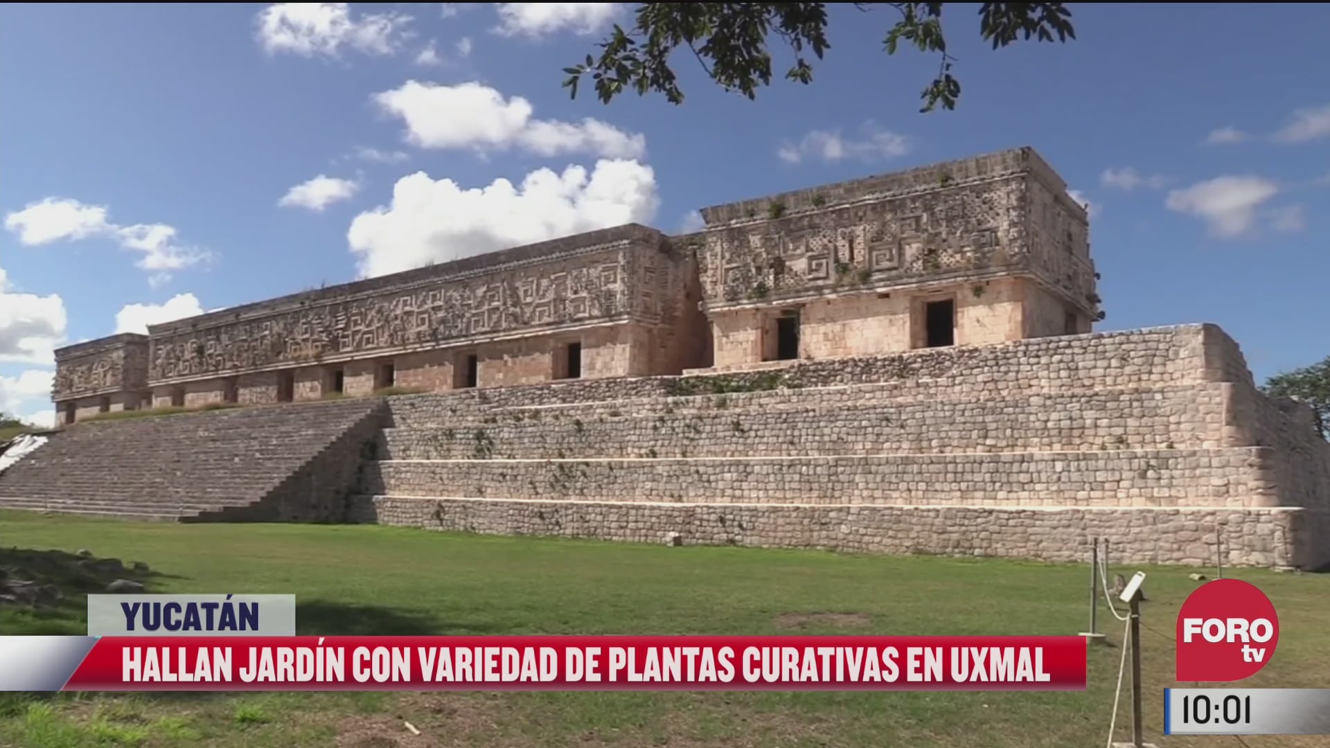 encuentran plantas curativas en el palacio del gobernador en la zona maya de uxmal