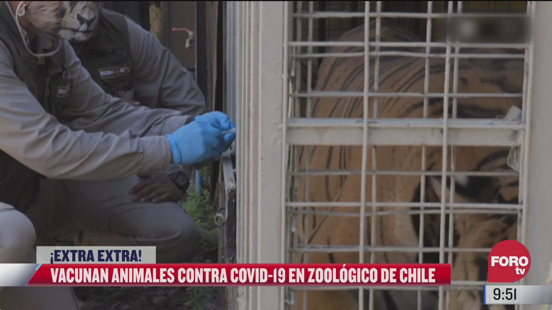 extra extra chile vacuna a animales contra covid