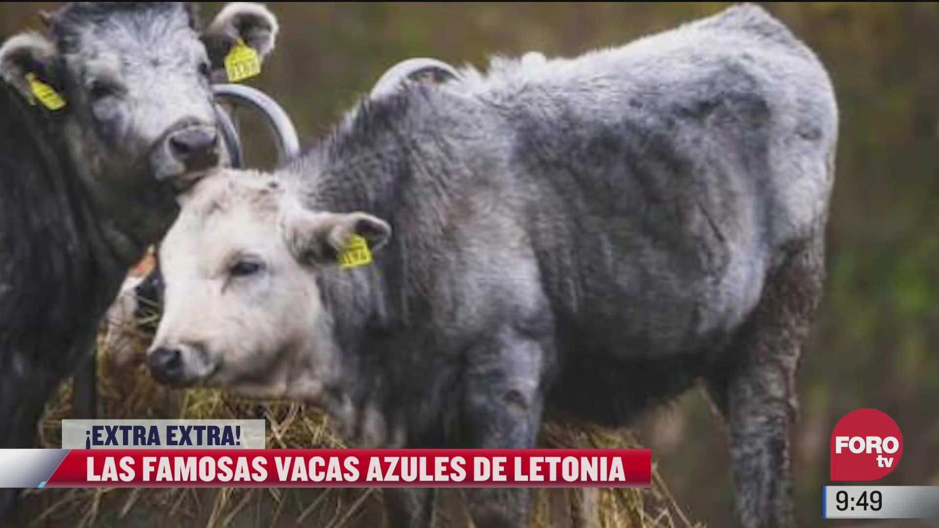 extra extra vacas azules en letonia