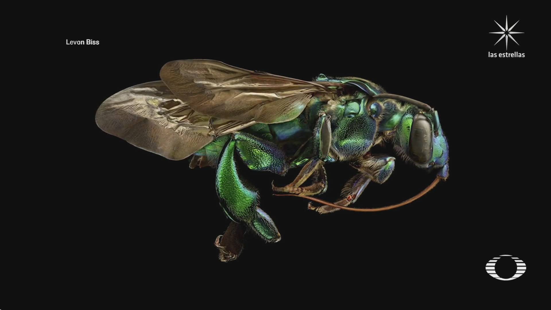 fotografo londinense captura impresionantes imagenes de insectos