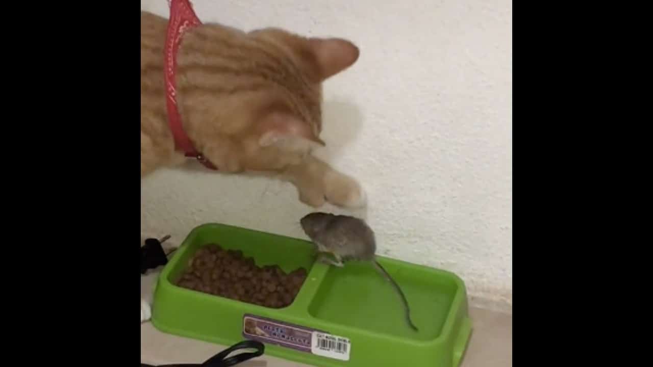 Gatito encuentra ratón en su plato