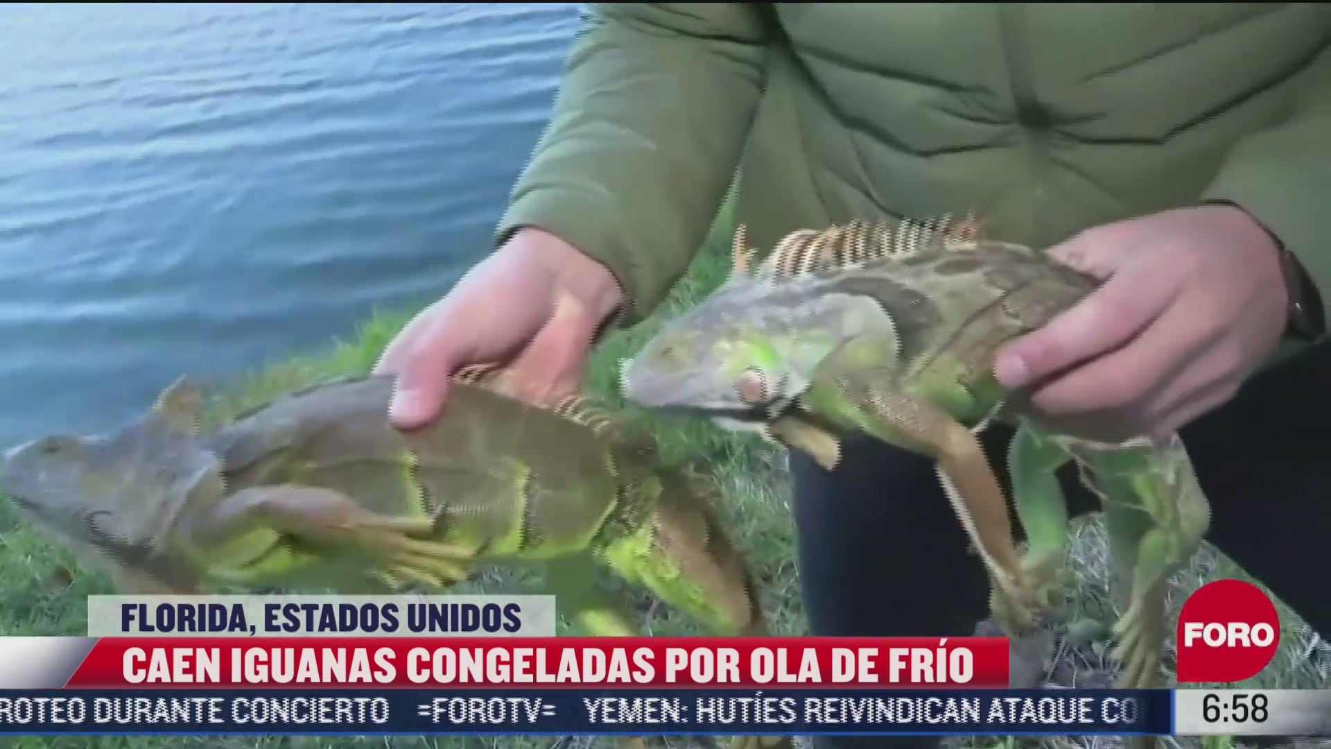 iguanas caen congelan de arboles por bajas temperaturas en florida eeuu