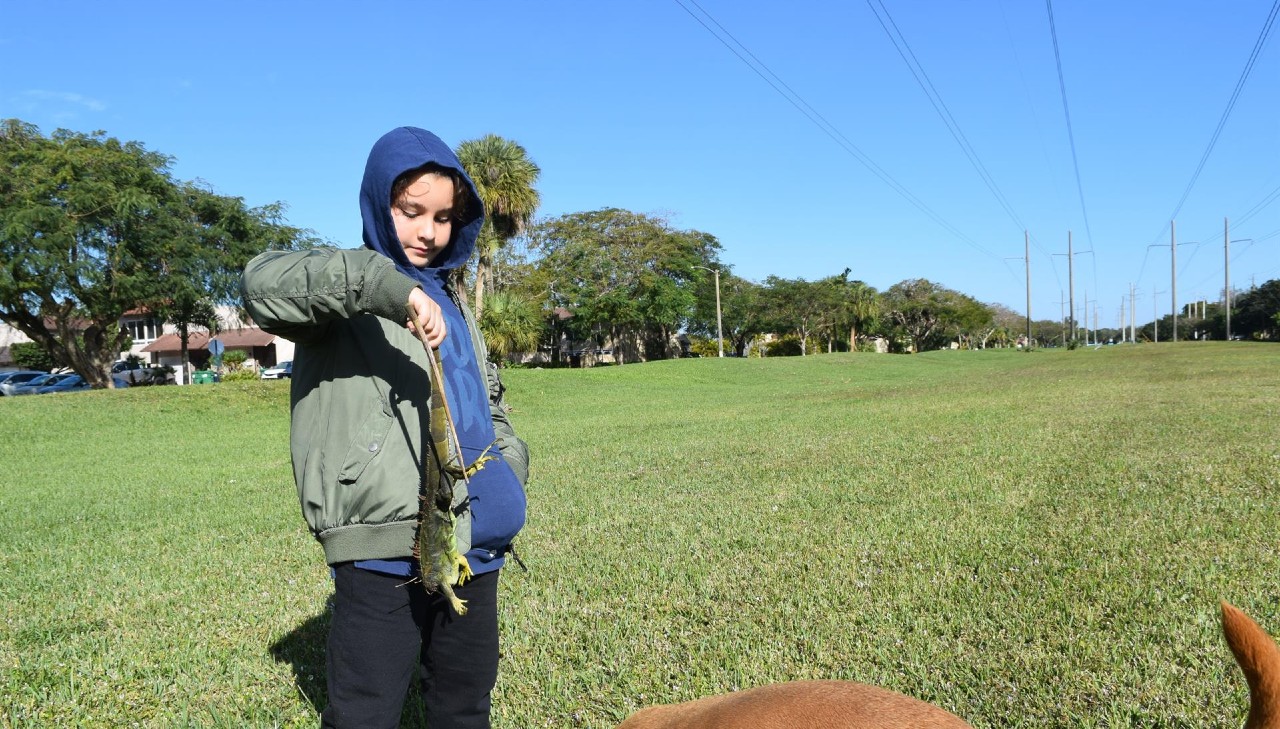 Advierten sobre ‘lluvia’ de iguanas verdes en Florida por bajas temperaturas