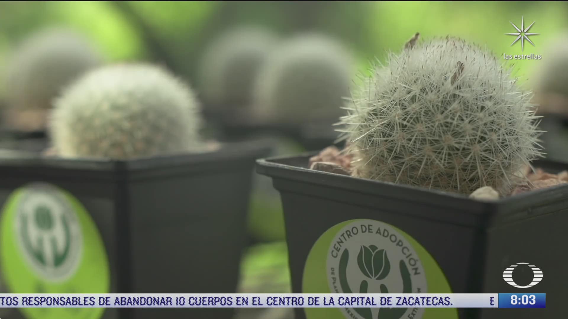 jardin botanico de la unam alberga la coleccion de plantas vivas mas grande de mexico