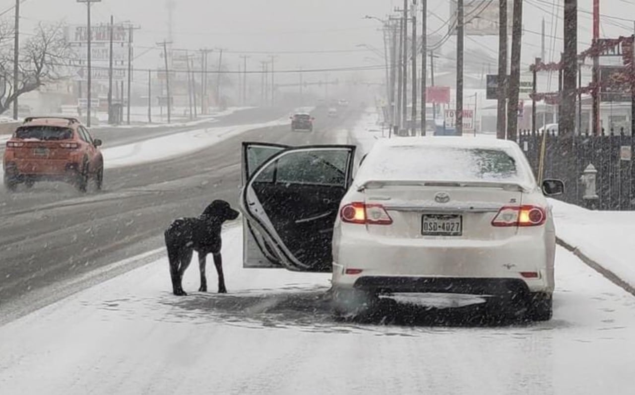 Texas: Mujer rescató un perro con tortillas durante nevada