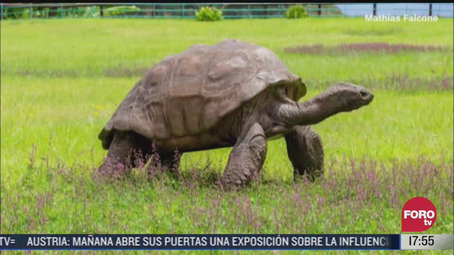 la tortuga mas longeva del mundo cumple 190 anos