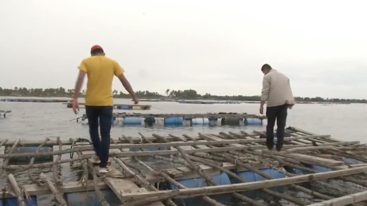 Marejadas tras erupción submarina en Tonga afecta a pescadores de ostión en Nayarit
