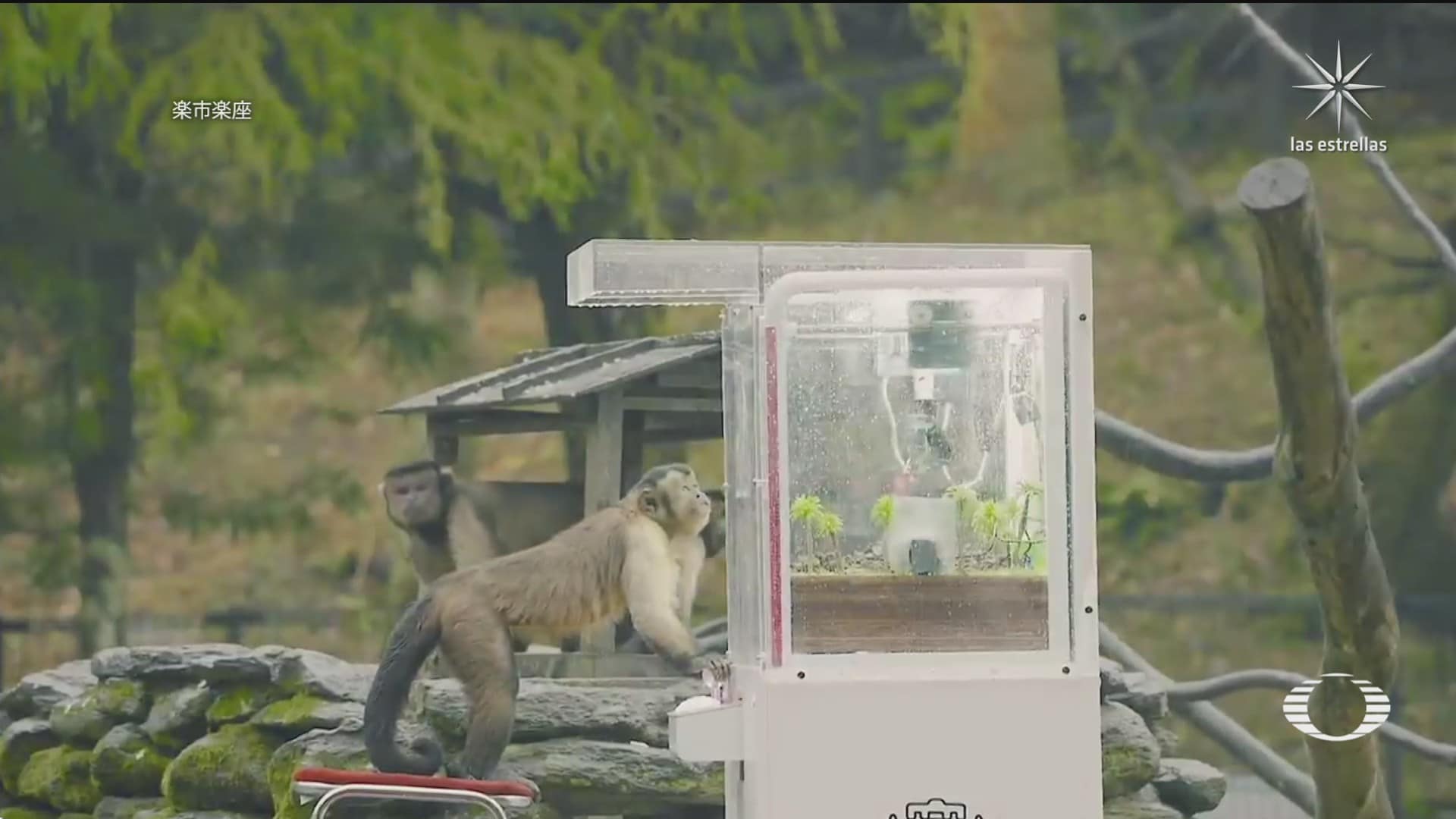 monos capuchinos aprenden a usar una maquina de garra para atrapar peluches
