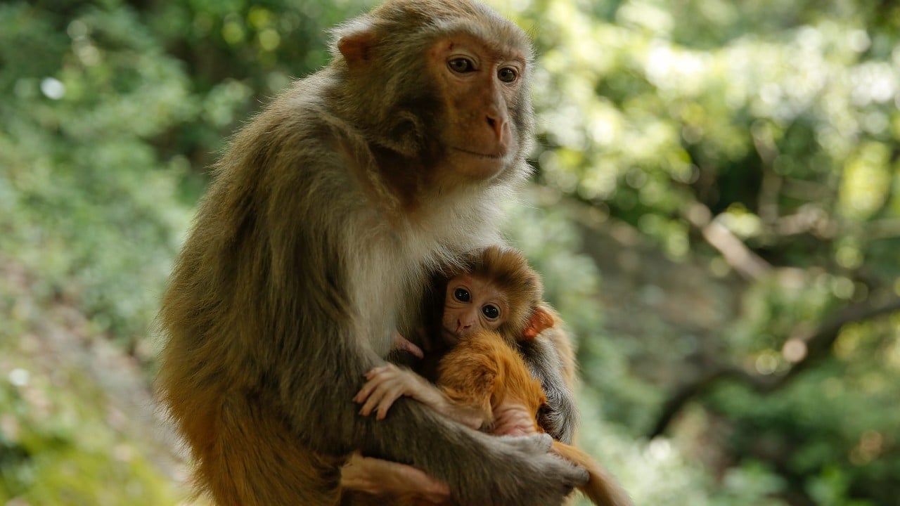 Cuatro monos de laboratorio escapan tras accidente en EEUU; capturan a tres