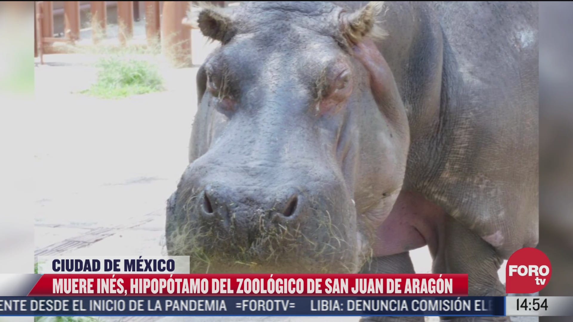 muere la hipopotamo de mayor edad del zoologico de aragon