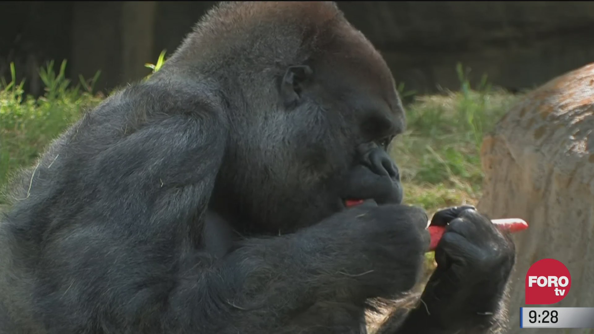 muere ozzie el gorila mas longevo del mundo