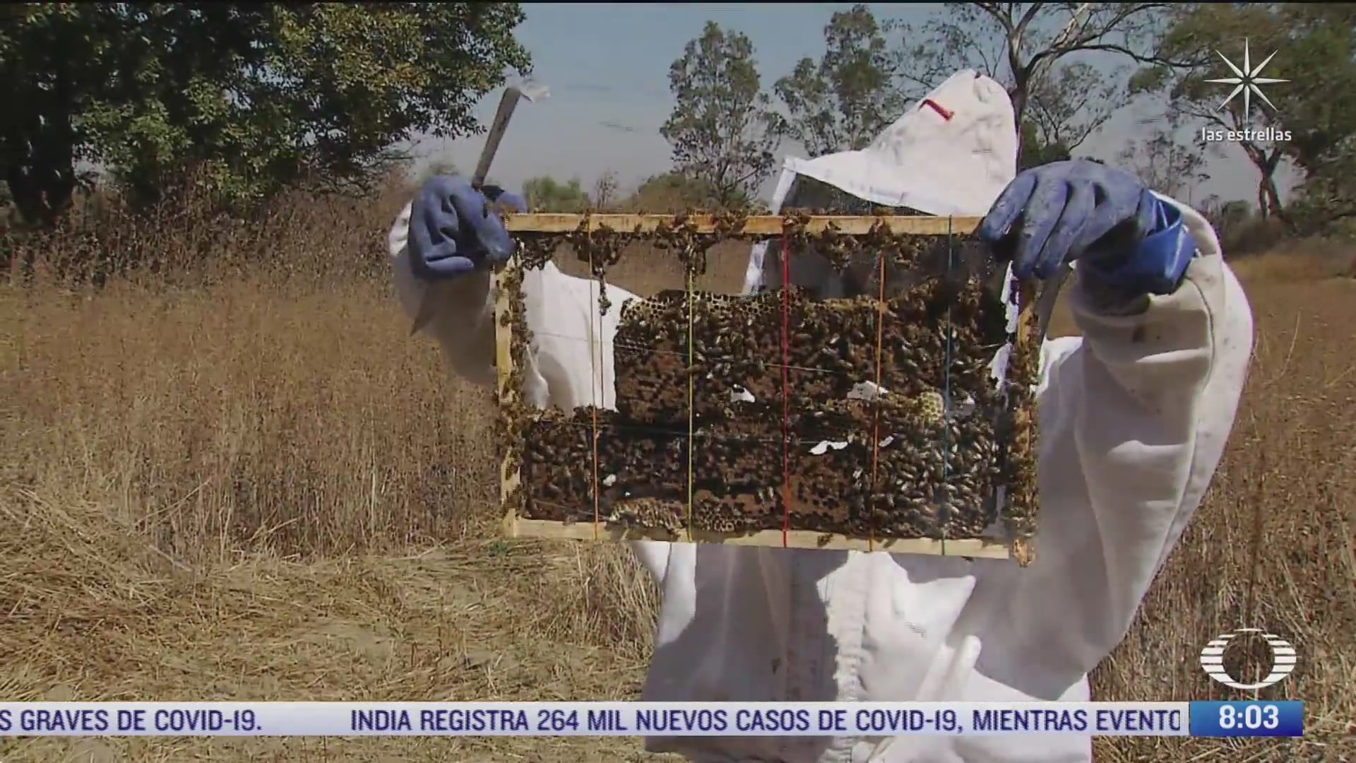mujeres voluntarias rescatan enjambres a traves de abeja negra sos en mexico