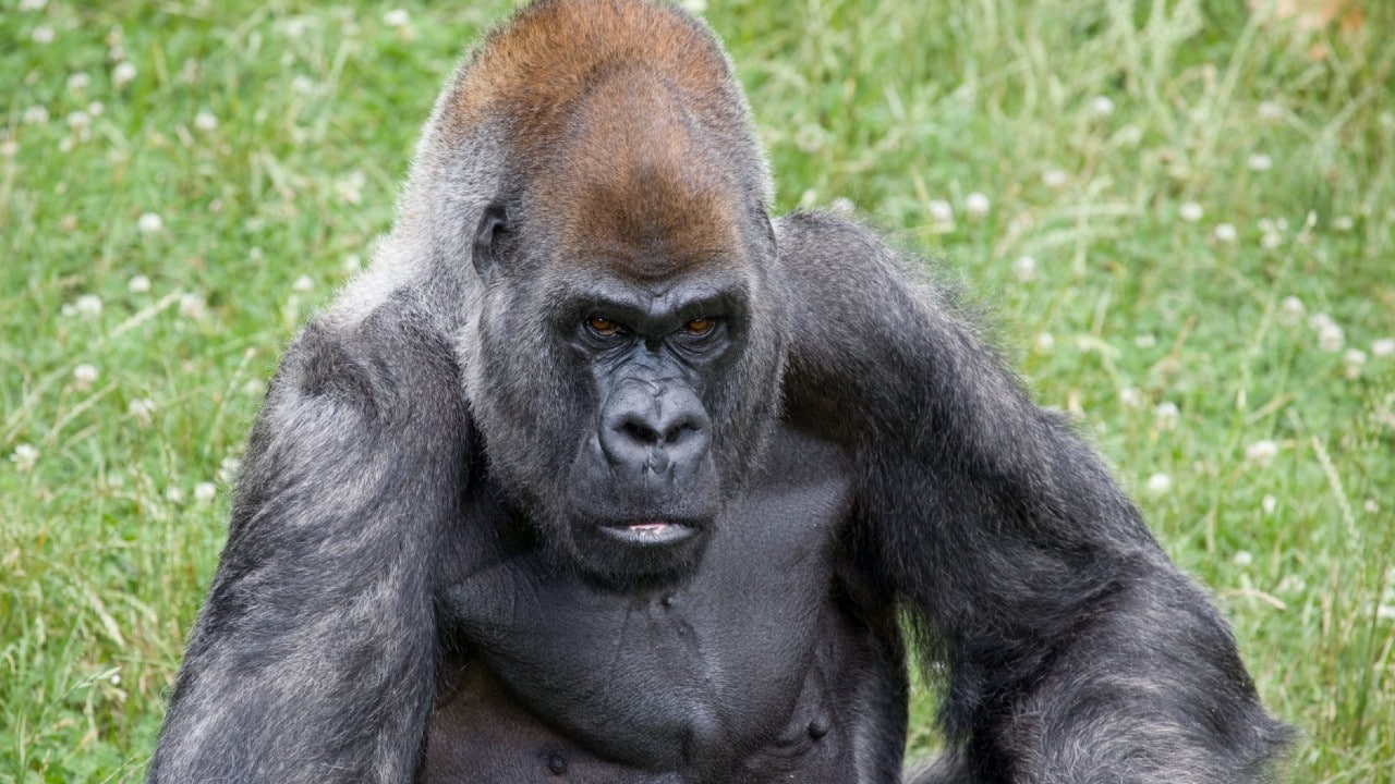 Muere Ozzie, el gorila macho más viejo del mundo, en el zoo de Atlanta