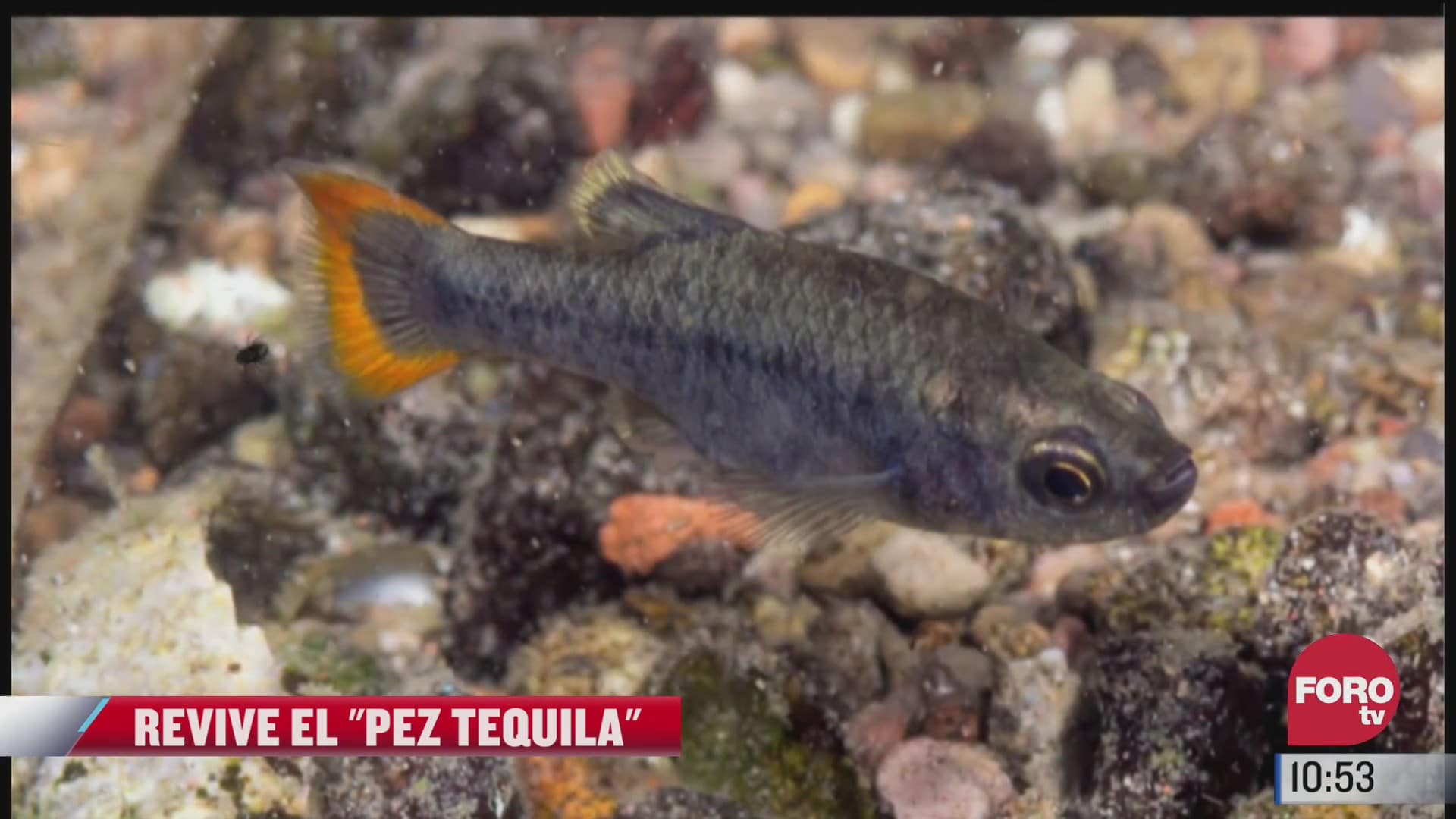 Pepenando Basura: científicos reviven al pez tequila