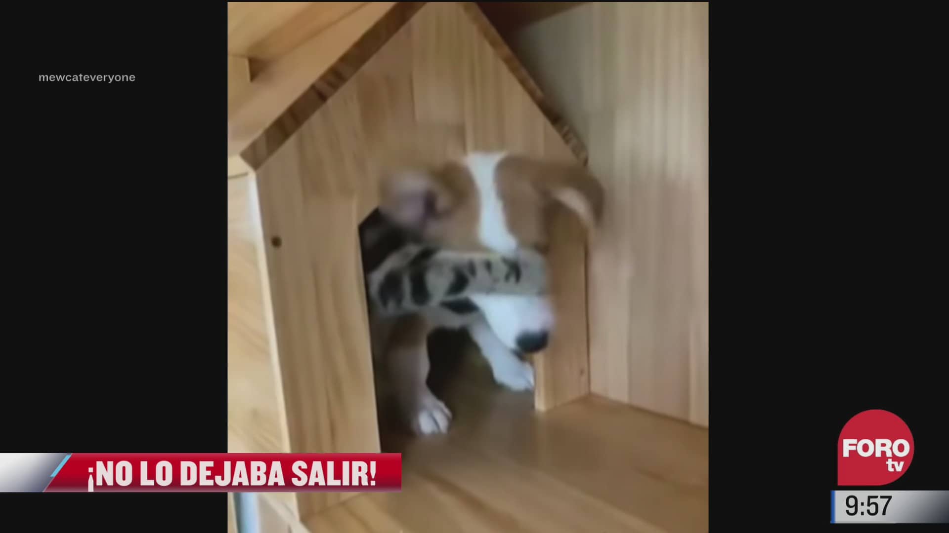 perrito es atrapado por un gato dentro de su casa