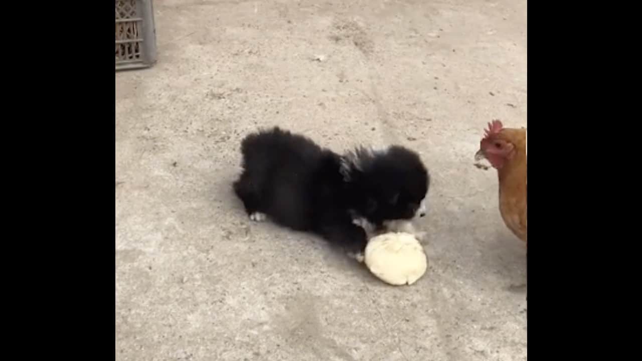 Perrito gallina pleito comida video