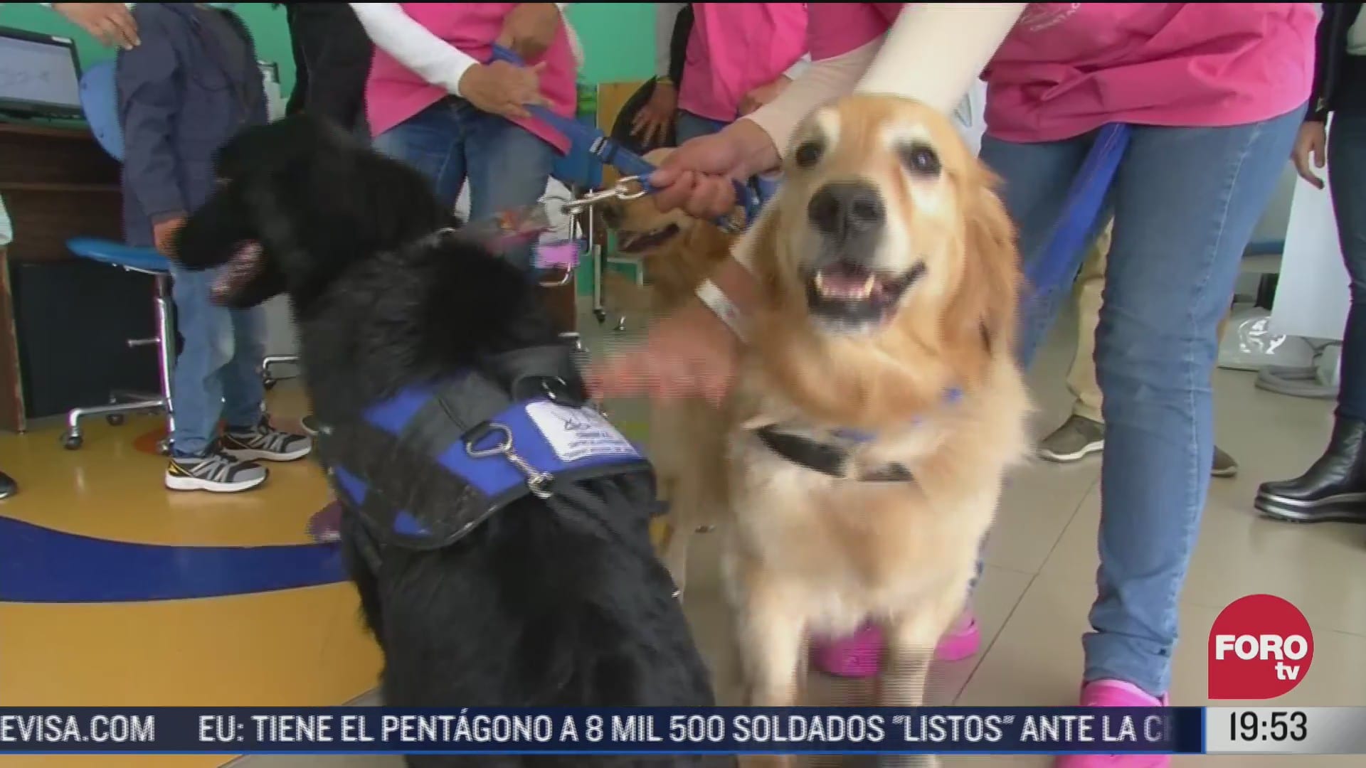 perros terapeutas visitan a ninos de hospital en pachuca