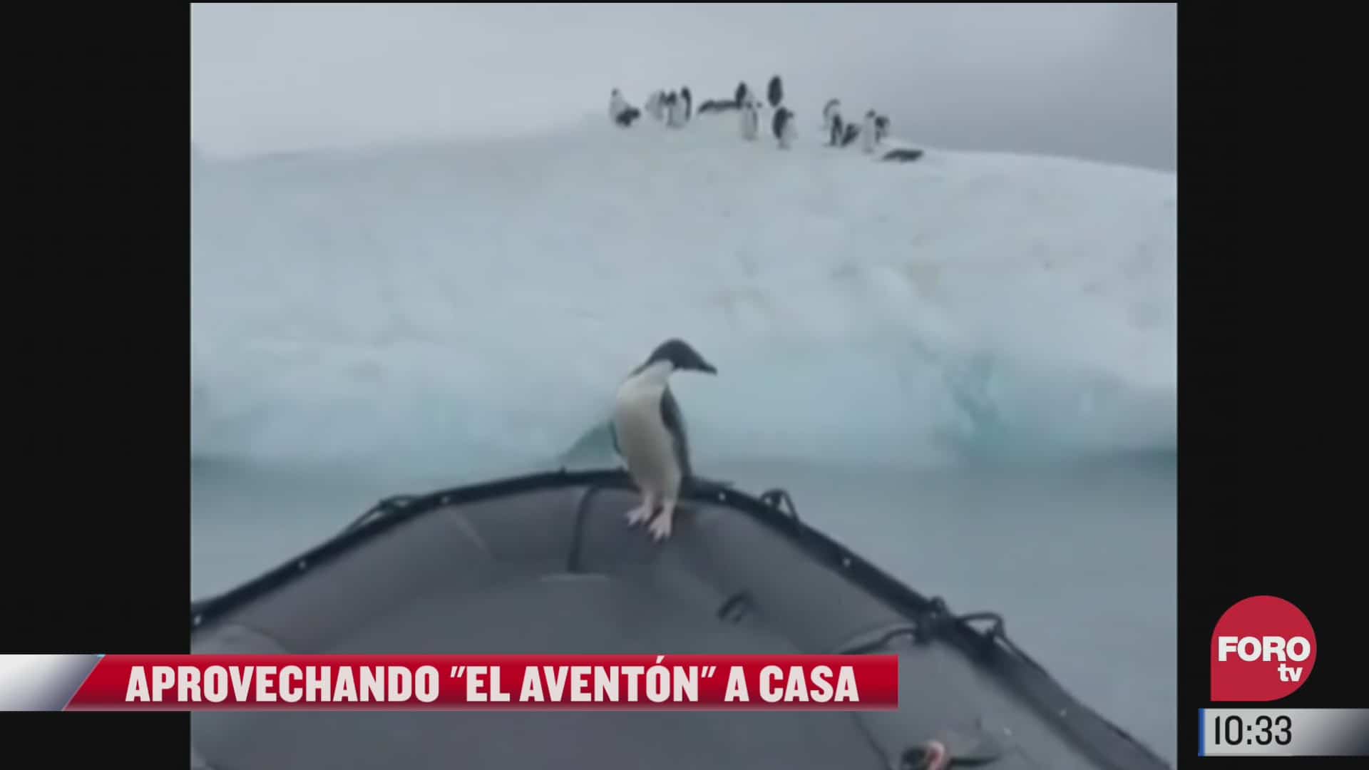 pinguino recibe aventon para llegar a su casa