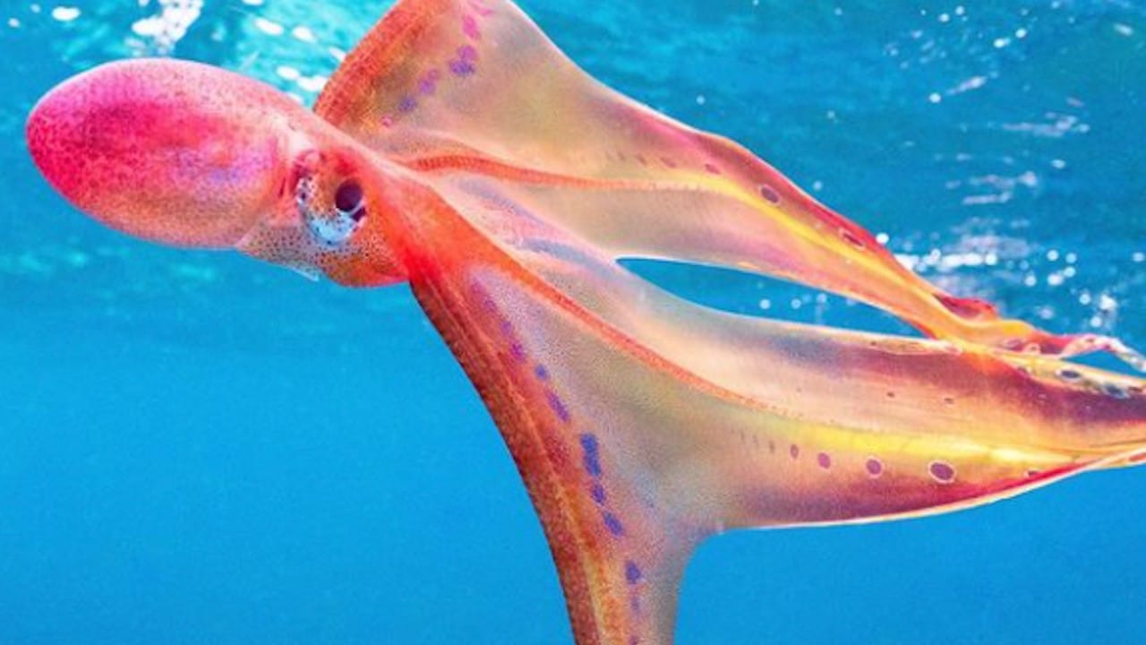 Especie de pulpo del género 'Tremoctopus' (Instagram: jacintashackleton)