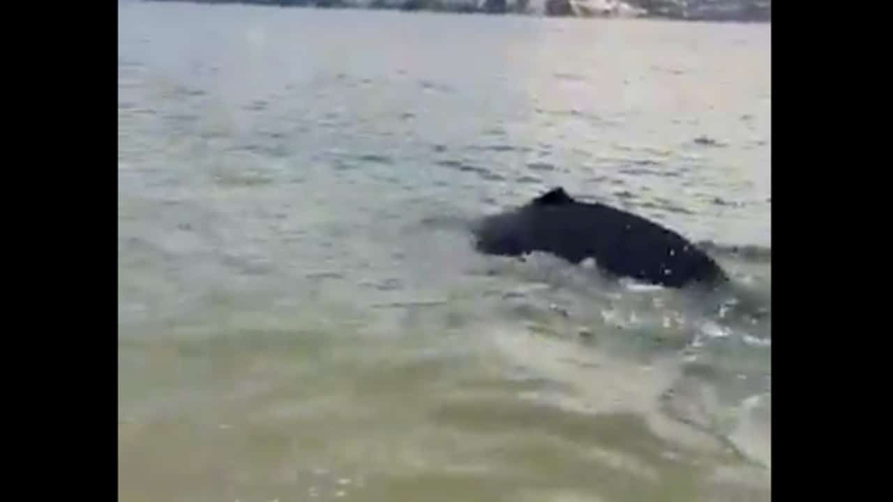 Rescatan a ballenato que quedó varado frente a playa Condesa, en Acapulco