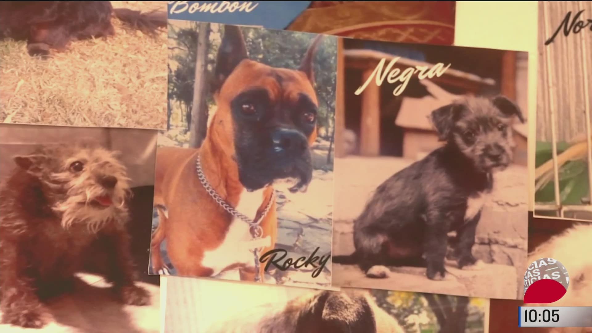retratos de mexico crematorio de mascotas ofrece apoyo a los duenos en duelo