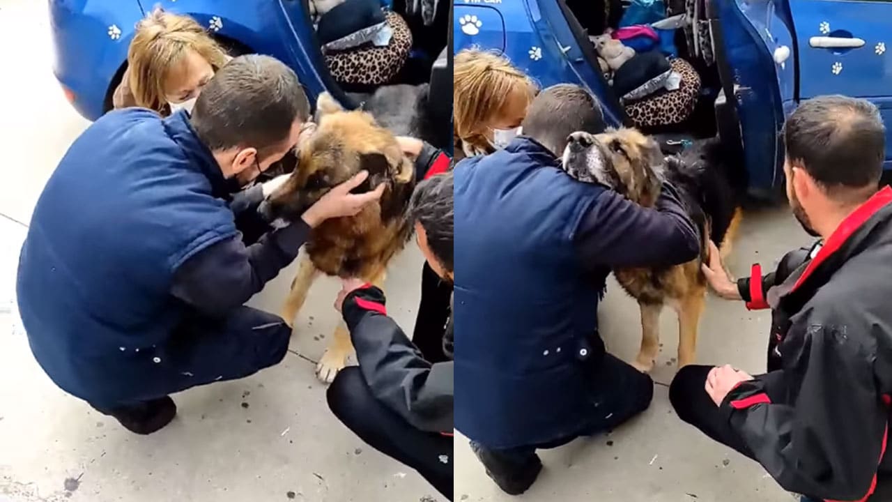 Un perrito se reencuentra con su familia tras seis años perdido en España
