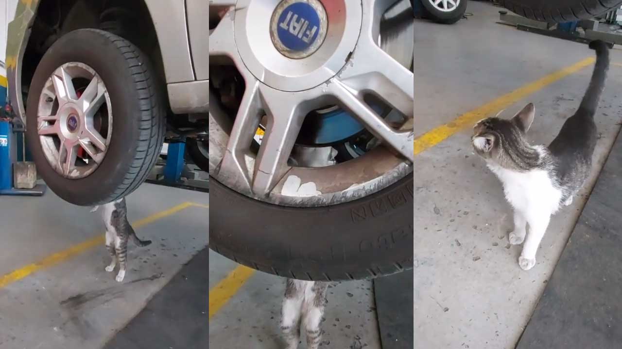 Video: Gatito rescatado ahora trabaja como mecánico
