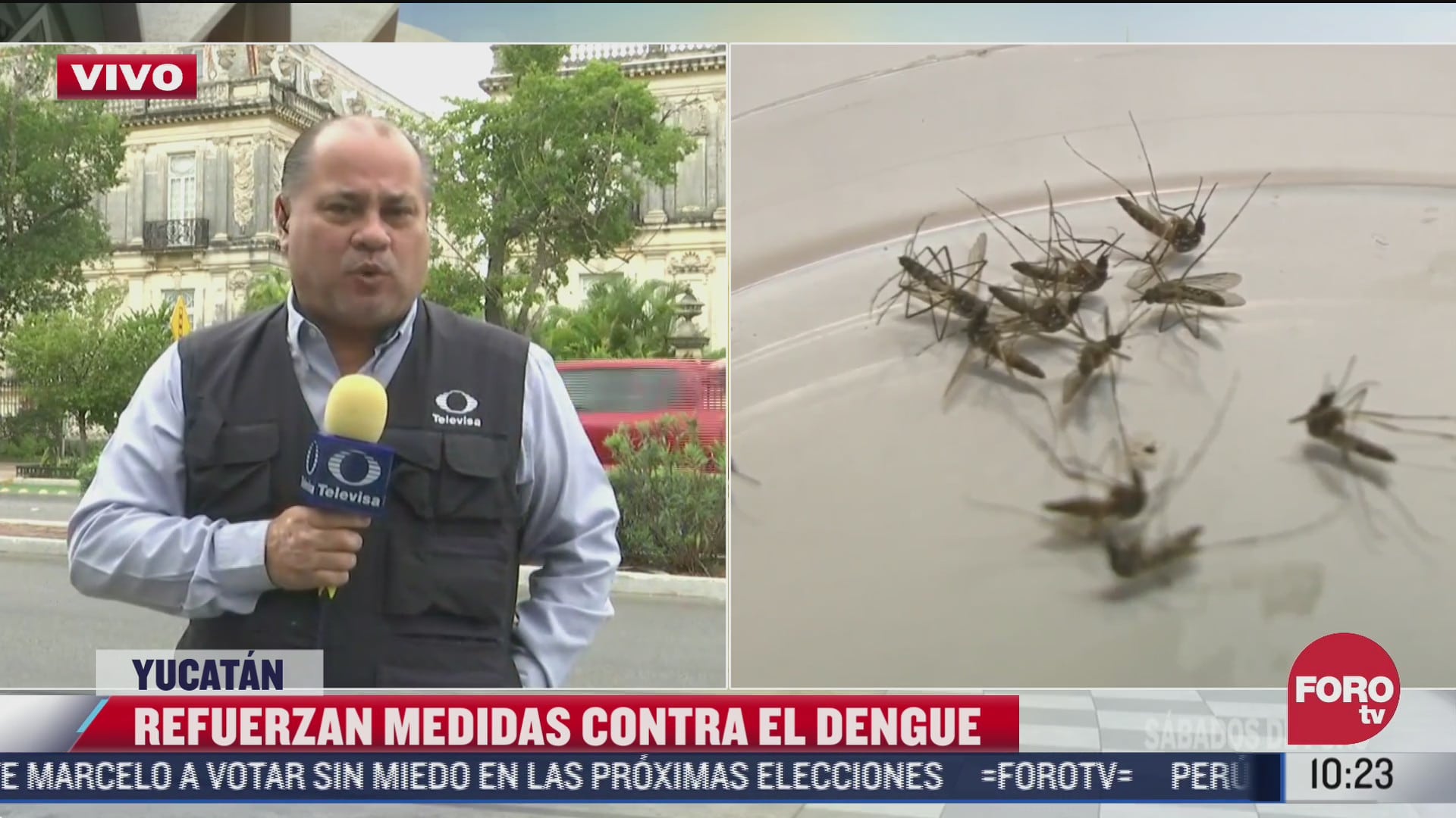 yucatan refuerza medidas contra mosco causante del dengue