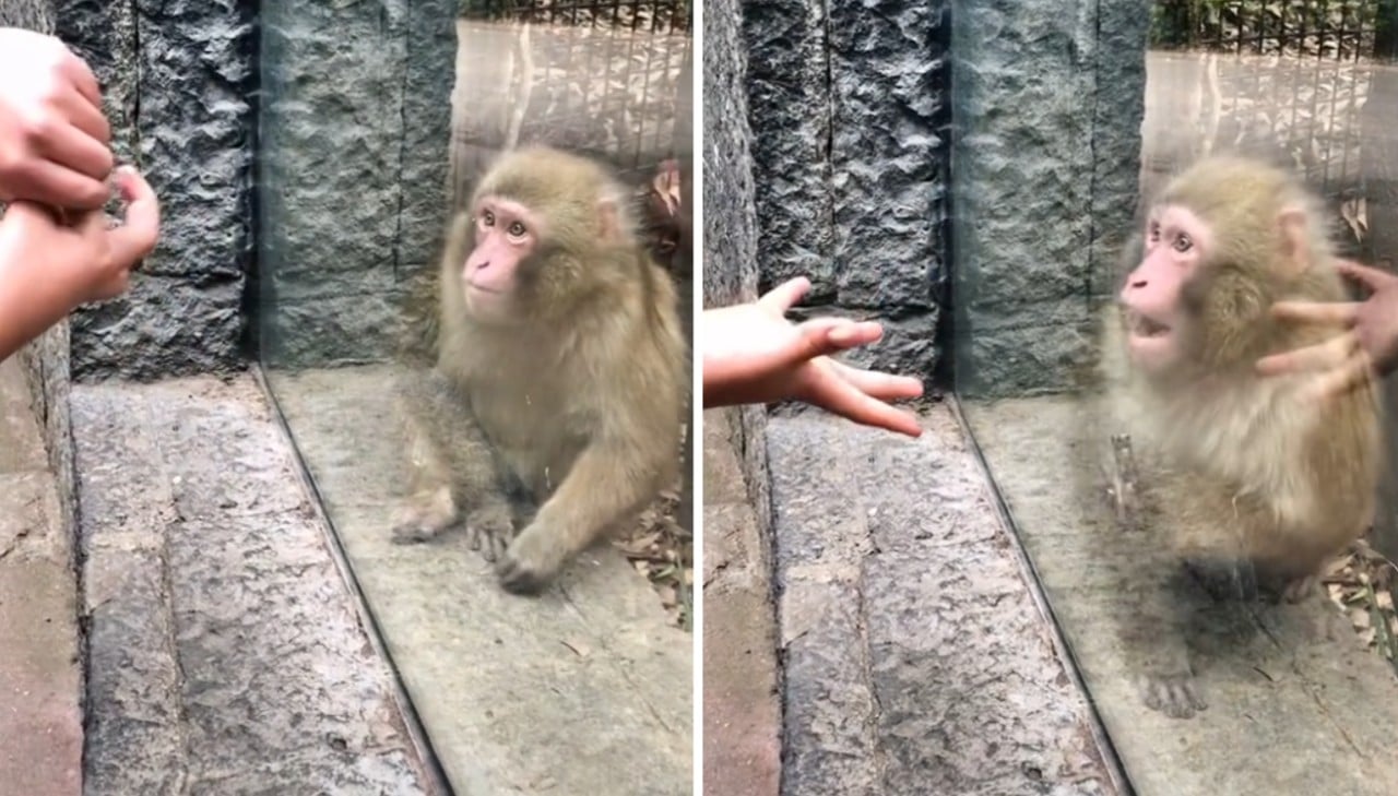 Zoológico de Chapultepec: Mono reacciona a truco de magia