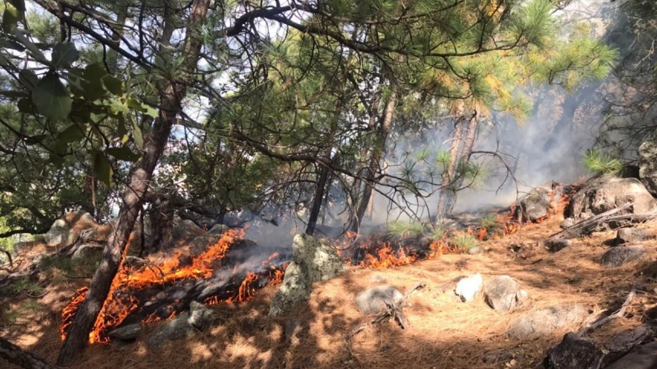 Incendio forestal daña mil 780 hectáreas en Aconchi, Sonora
