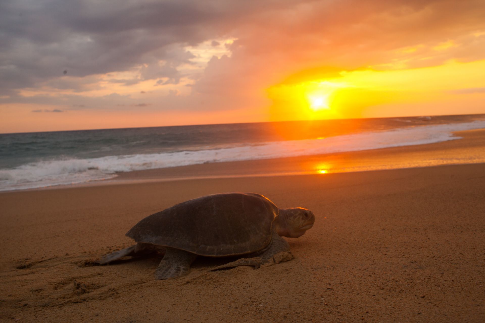 AQUILA, Aumenta recale de tortugas muertas a Yucatán