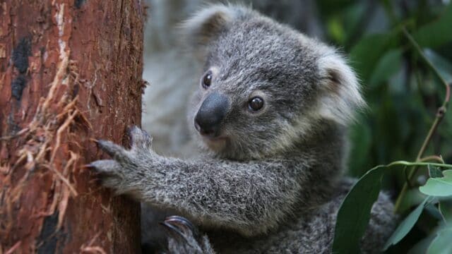 Australia declara a koalas como 'especie en peligro’.