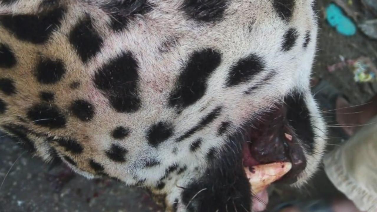 autoridades investigan caza ilegal de un jaguar en palizada campeche